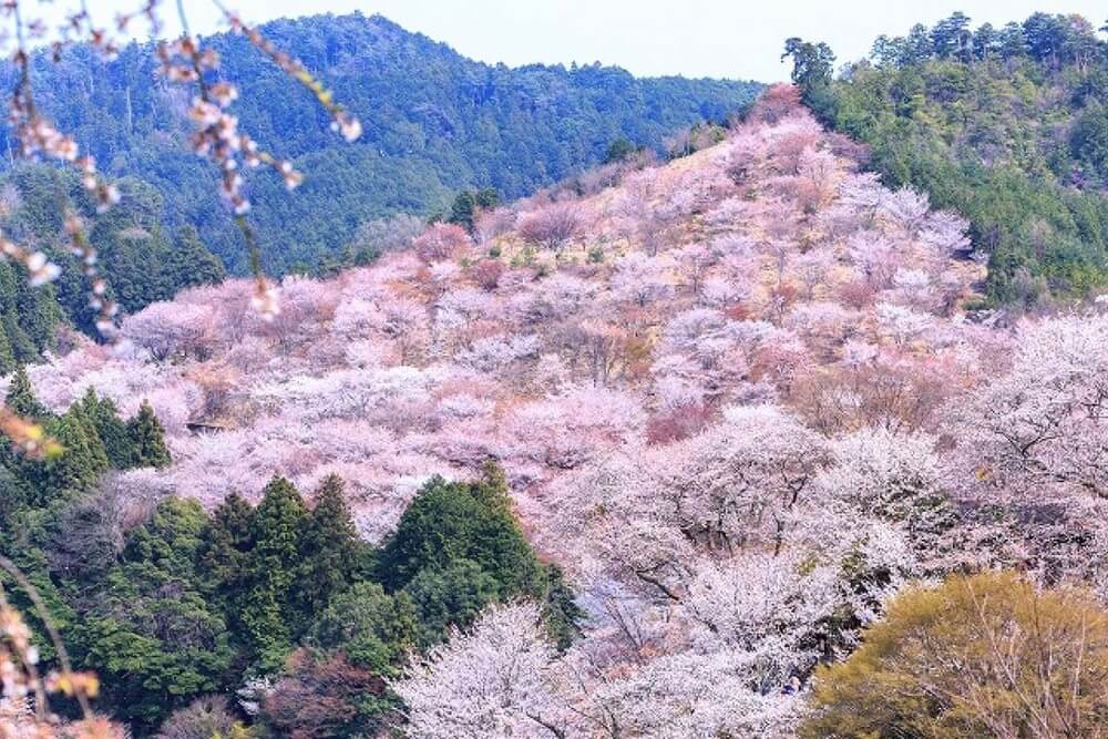 Гора Ёсинояма Mount Yoshinoyama - покрытая тысячами вишневых деревьев Гора Ёсинояма Mount Yoshinoyama - покрытая тысячами вишневых деревьев