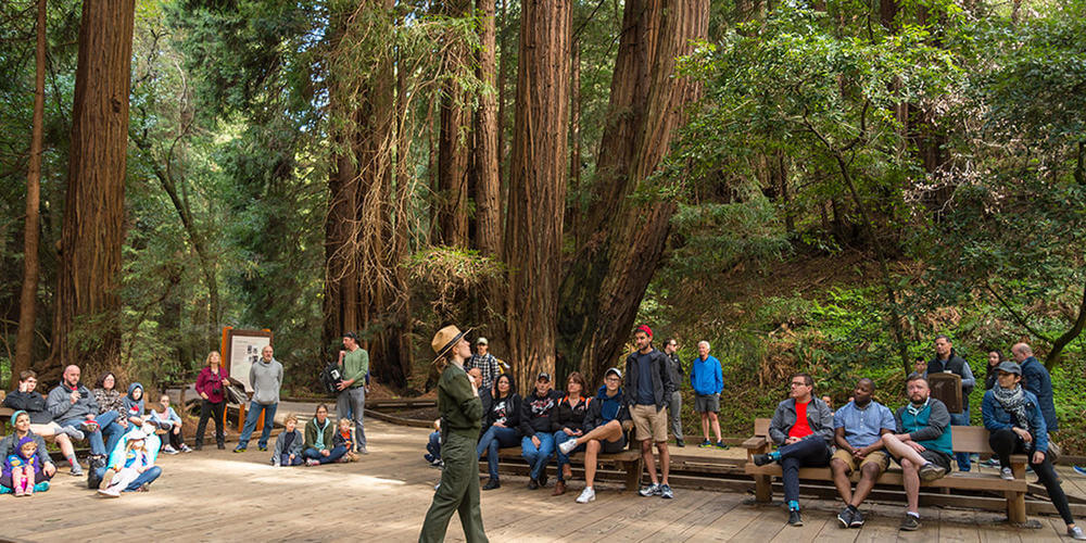 Мьюирский лес (Muir Woods)