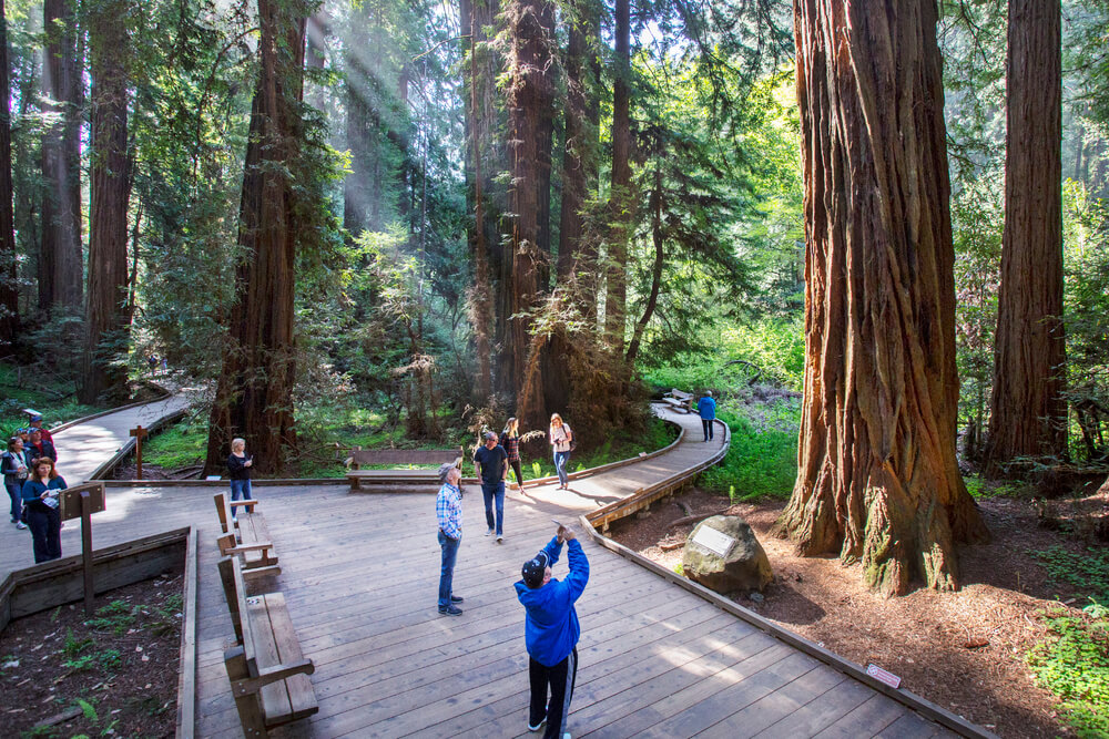 Мьюирский лес (Muir Woods)