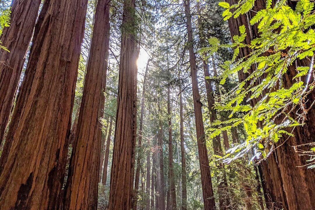 Мьюирский лес (Muir Woods)