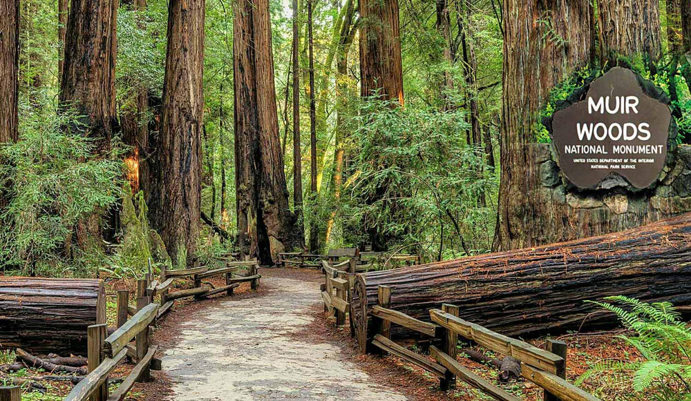 Мьюирский лес (Muir Woods)