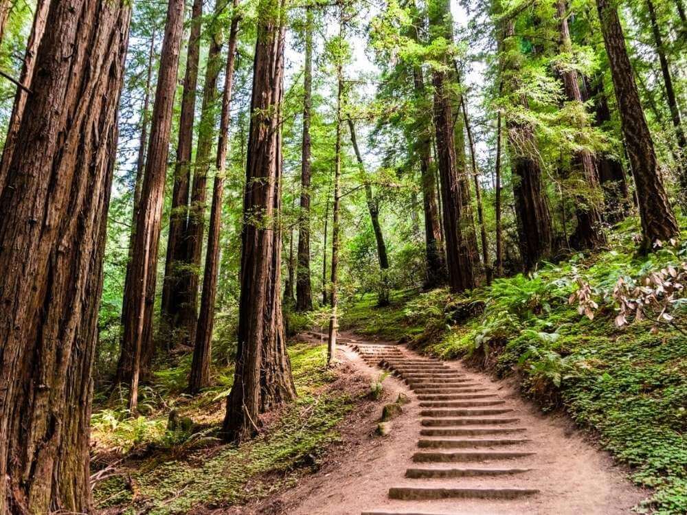 Мьюирский лес (Muir Woods)