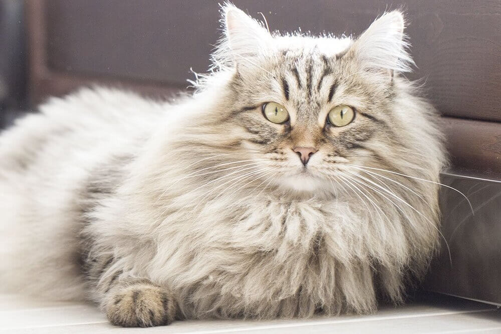 Сибирский кот. Семь лучших русских пород кошек Сибирский кот. Семь лучших русских пород кошек